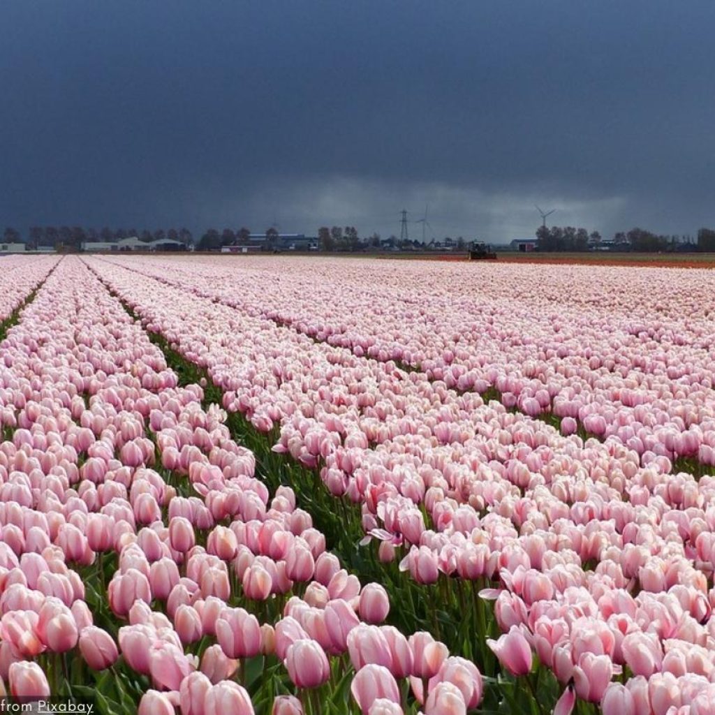Il Miglior Tour Privato Di Keukenhof 2024 - I Giardini Dei Tulipani Olandesi